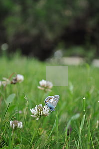 花唄貸款還不起 花唄貸款還不起