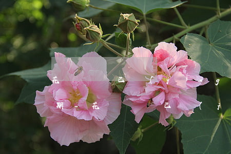 花唄賬單已經(jīng)還完顯示還有逾期-花唄賬單已經(jīng)還完顯示還有逾期怎么辦