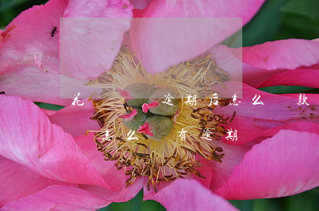 花唄賬單逾期后怎么還款(花唄上沒有還款賬單怎么會有逾期賬單)
