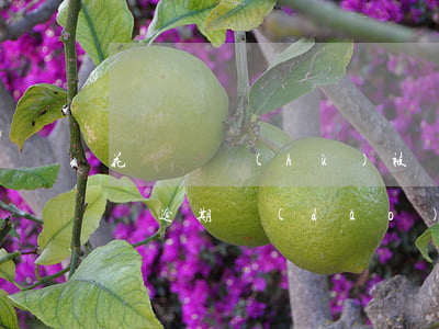 花唄賬戶(hù)被凍結(jié) 逾期(花唄逾期導(dǎo)致花唄凍結(jié)了多久能恢復(fù)?)