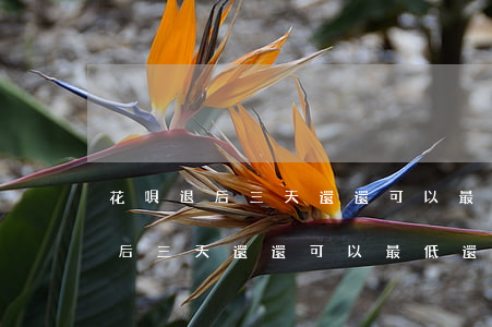 花唄退后三天還還可以最低還款嘛-花唄退后三天還還可以最低還款嘛