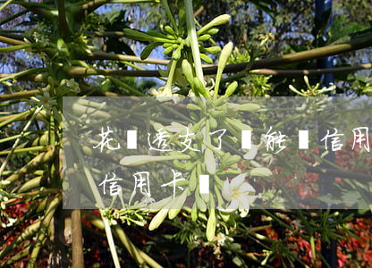 花唄透支了還能辦信用卡嗎(有花唄還需要辦信用卡嗎)