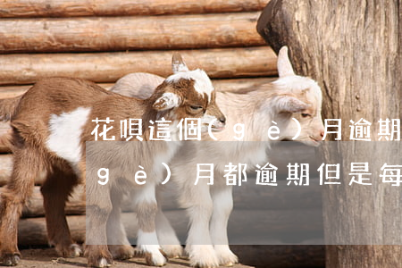 花唄這個(gè)月逾期怎么辦(花唄每個(gè)月都逾期 但是每個(gè)月都還款)