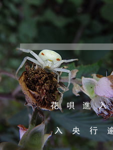 花唄進入央行逾期違約了怎么知道-花唄進入央行逾期違約了怎么知道還款