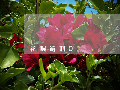 花唄逾期0