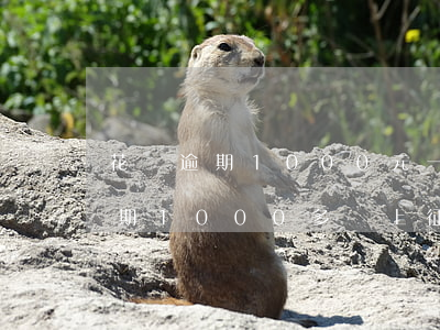 花唄逾期1000元一年會上征信-花唄逾期1000多會上征信嗎
