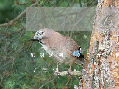花唄逾期100元四個(gè)月(花唄逾期了三個(gè)月1000塊錢還了沒事吧)