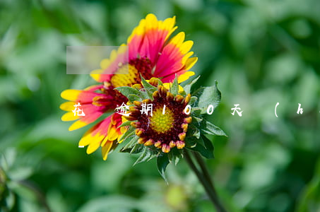 花唄逾期100天會(huì)影響子女嗎-