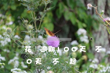 花唄逾期100天會不會起訴（花唄逾期100天會不會起訴）