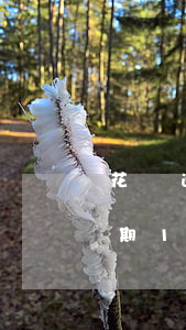 花唄逾期108天移交第三方起訴-花唄逾期108天移交第三方起訴有用嗎