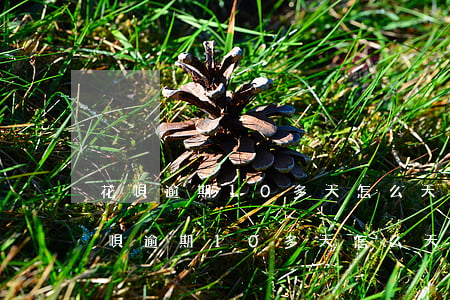 花唄逾期10多天,怎么天天打電話不回-花唄逾期10多天,怎么天天打電話不回信息