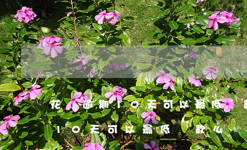 花唄逾期10天可以最低還款么-花唄逾期10天可以最低還款么嗎