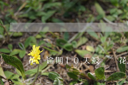 花唄逾期10天被凍結(花唄逾期會導致支付寶凍結嗎)