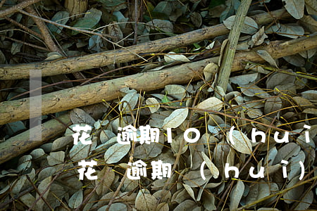 花唄逾期10會(huì)影響貸款(支付寶花唄逾期會(huì)影響以后銀行貸款嗎)