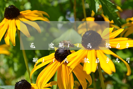 花唄逾期11天還款后多久可以用-花唄逾期11天還款后多久可以用額度