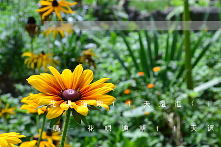 花唄逾期11天還進(jìn)去還有額度嗎-花唄逾期11天還進(jìn)去還有額度嗎怎么辦