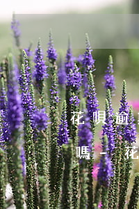 花唄逾期12天會(huì)被打電話催款嗎-花唄逾期12天會(huì)被打電話催款嗎怎么辦