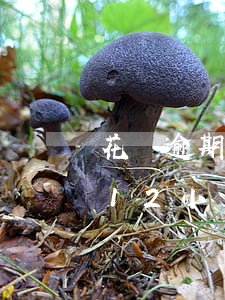 花唄逾期12小時(shí)后果(花唄逾期12小時(shí)后果)