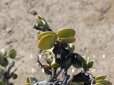 花唄逾期130天還了會(huì)有什么影響-花唄逾期130天還了會(huì)有什么影響嗎