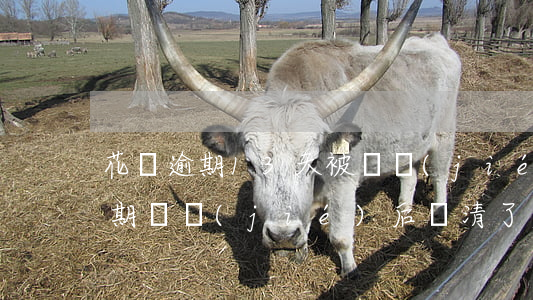 花唄逾期13天被凍結(jié)-花唄逾期凍結(jié)后還清了多久能恢復(fù)使用資格