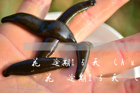 花唄逾期15天會(huì)扣多少芝麻分-花唄逾期15天會(huì)上征信嗎?