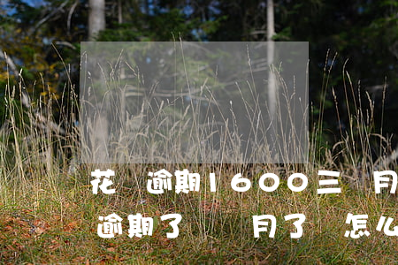 花唄逾期1600三個月(花唄逾期兩千塊錢 逾期了幾個月了會怎么樣)