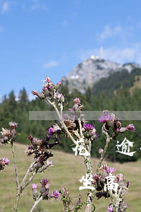 花唄逾期1600塊錢會(huì)被影響坐高鐵嗎-花唄逾期1600塊錢會(huì)被影響坐高鐵嗎知乎
