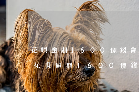 花唄逾期1600塊錢會被影響坐高鐵嗎-花唄逾期1600塊錢會被影響坐高鐵嗎知乎