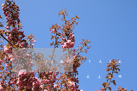 花唄逾期169天怎么辦(花唄逾期超過(guò)30天,以后都沒(méi)辦法恢復(fù)了嗎)