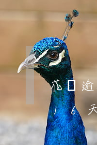 花唄逾期16天了可以還最低嗎-花唄逾期16天要等到什么時(shí)候才可以繼續(xù)用