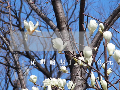 花唄逾期1700元