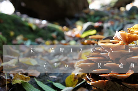 花唄逾期17天什么時(shí)候可以恢復(fù)-花唄逾期17天什么時(shí)候可以恢復(fù)正常