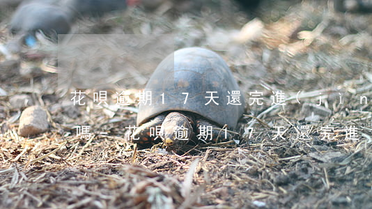 花唄逾期17天還完進(jìn)去還能用嗎-花唄逾期17天還完進(jìn)去還能用嗎怎么辦
