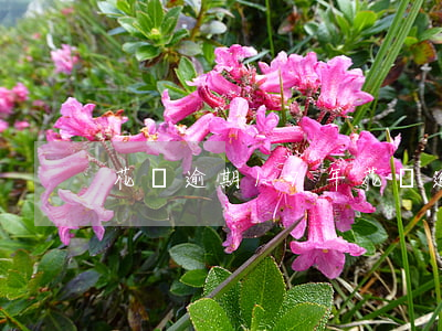 花唄逾期17年(花唄逾期17年)