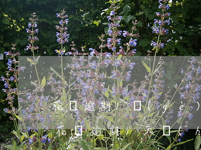 花唄逾期1個(gè)月會(huì)怎樣(花唄逾期1天會(huì)有什么后果?,有獎(jiǎng)問答)