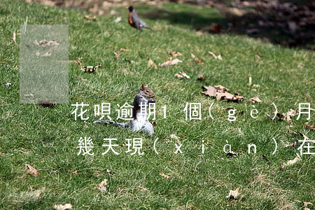 花唄逾期1個(gè)月還能用(花唄逾期了幾天,現(xiàn)在還了,不能用了)