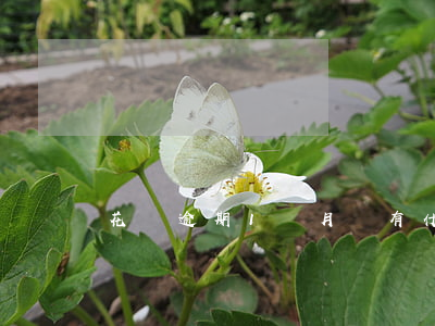 花唄逾期1個月會有什么后果?,有獎問答