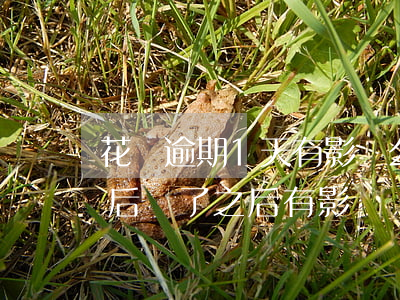 花唄逾期1天有影響么(花唄逾期1天還了之后還了之后有影響嗎)