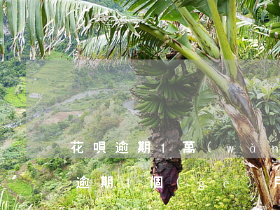 花唄逾期1萬(wàn)元(花唄10000逾期1個(gè)月會(huì)產(chǎn)生多少費(fèi)用)