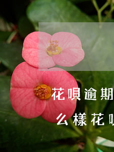 花唄逾期1萬(wàn)多會(huì)怎么樣(花唄逾期10000每個(gè)月只能還幾百怎么辦)