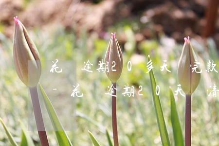 花唄逾期20多天還完款了什么時候會解除-花唄逾期20天還清后什么時候可以繼續(xù)使用
