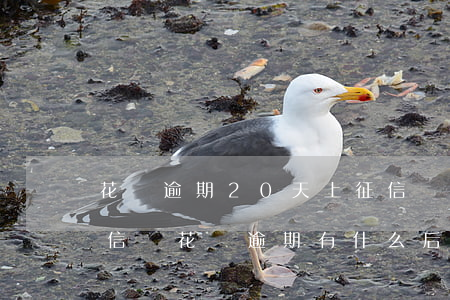 花唄逾期20天上征信嗎(花唄逾期十天上征信嗎?花唄逾期有什么后果)