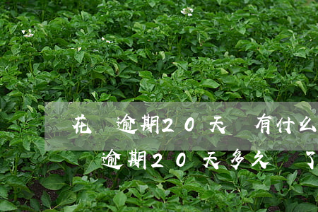花唄逾期20天會有什么后果?,有獎問答-花唄逾期20天多久還了多久又可以用了