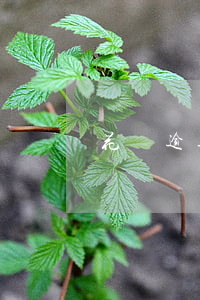 花唄逾期20天還款后