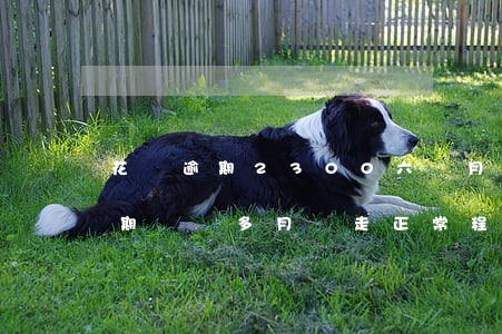 花唄逾期2300六個月(花唄逾期兩千多,逾期兩個多月說走正常程序,上門調(diào)查)