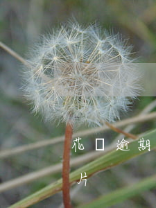 花唄逾期2500圖片(花唄額度2500圖片)