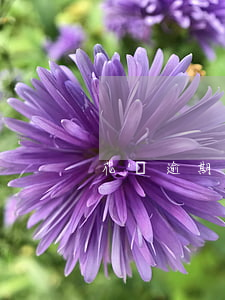 花唄逾期25天問題大不