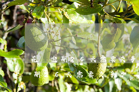 花唄逾期26天需要交多少違約金-花唄逾期26天需要交多少違約金呢