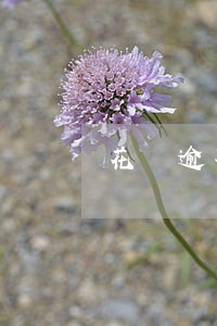 花唄逾期27天還能正常使用嗎-