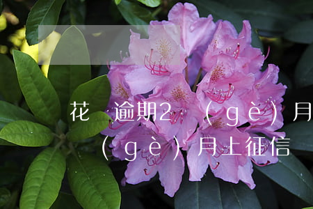 花唄逾期2個(gè)月有事嗎(花唄逾期兩個(gè)月上征信嗎?花唄逾期有什么后果)